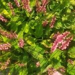 Persicaria orientalis Blatt