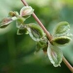 Fallopia dumetorum ഫലം