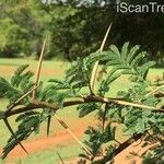 Vachellia nilotica Blatt