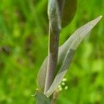 Turritis glabra Leaf