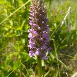 Dactylorhiza majalis Fula