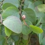 Capparis spinosa Folha