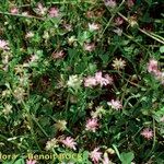Trifolium resupinatum Habit
