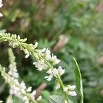 Melilotus albus Flower