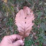 Quercus michauxii Leaf