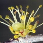Forestiera pubescens Λουλούδι