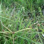 Cyperus hortensis عادت داشتن