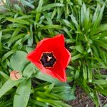 Tulipa raddii Λουλούδι