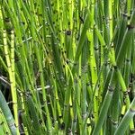 Equisetum giganteumBlad