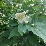 Philadelphus coronariusКветка