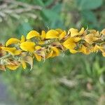 Crotalaria pallida Цвят