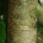 Spirotropis longifolia Corteza