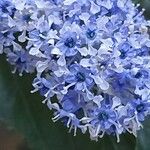 Ceanothus arboreus Flor