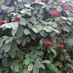 Cotoneaster coriaceus Характер