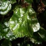 Trichomanes godmanii Leaf