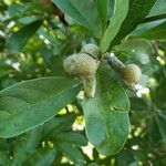 Magnolia liliiflora Máis