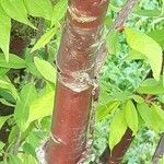 Prunus serrula Corteza