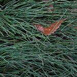 Ephedra equisetina Leaf