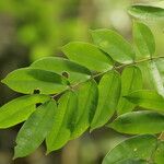 Afzelia pachyloba Hoja