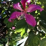 Bauhinia monandra 花