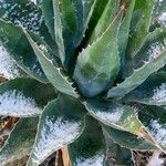 Agave salmiana Habit