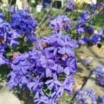 Petrea volubilis花