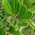 Rhamnus staddo Blatt