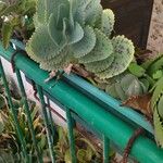 Kalanchoe marmorata Листок