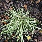 Carex ornithopoda Leaf