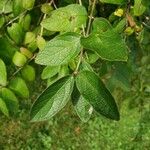 Lonicera maackii Φύλλο