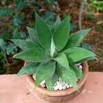 Agave attenuata Blatt