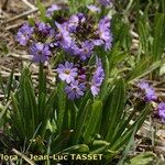 Primula auriculata Hábito