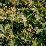 Alchemilla subcrenata Feuille