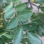 Zanthoxylum capense 葉