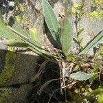 Centaurea uniflora Leaf