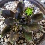 Echeveria affinis Ліст