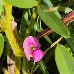 Tephrosia subtriflora Blodyn