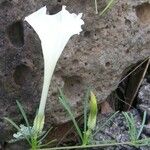 Ipomoea tenuiloba Hàbitat