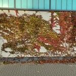 Parthenocissus tricuspidata Hábito