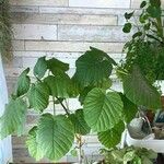 Ficus umbellata Leaf