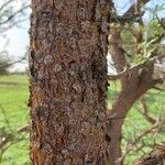 Vachellia tortilis Bark