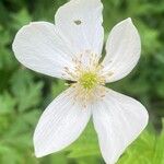 Anemonastrum canadense 花