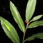 Renealmia cernua Leaf