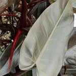 Philodendron erubescens Blad