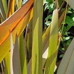 Phormium tenaxBlatt