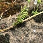 Anthemis cotula Fulla