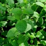 Mentha × rotundifolia Feuille