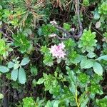 Rhododendron hirsutum Fiore