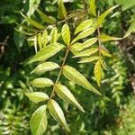 Podranea ricasoliana Blatt