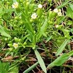 Conyza canadensis Лист